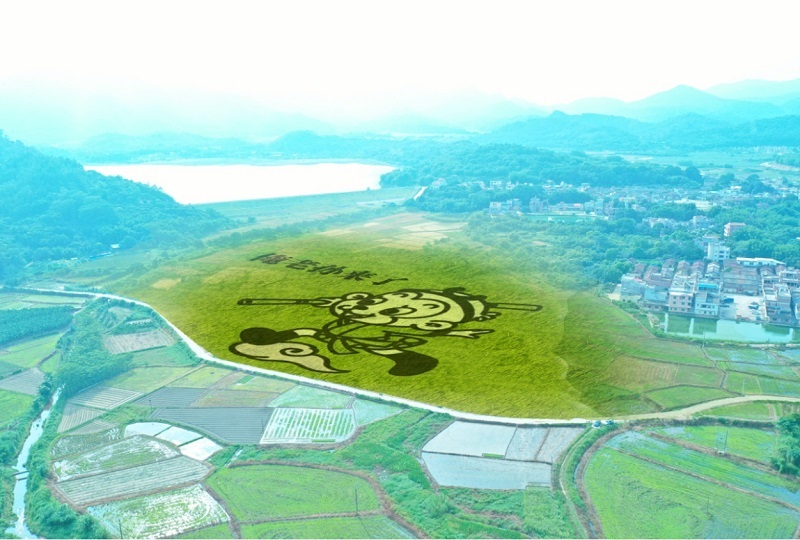 1628650827921740.jpg 占地60畝的“孫悟空”彩繪稻田.jpg